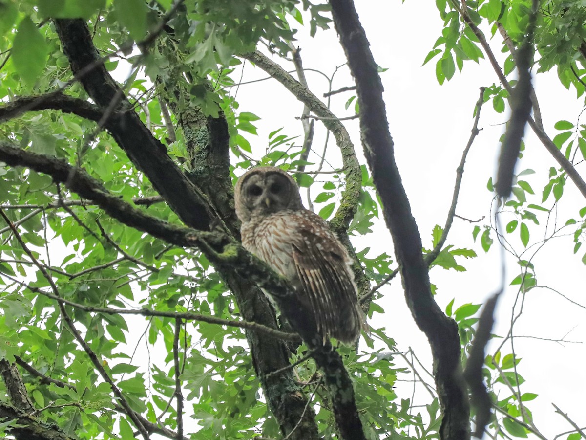 Barred Owl - ML638309186