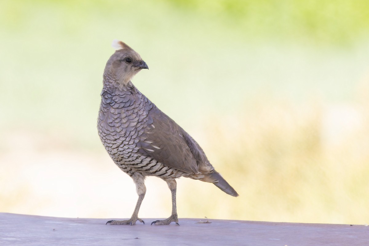 Scaled Quail - ML638309189