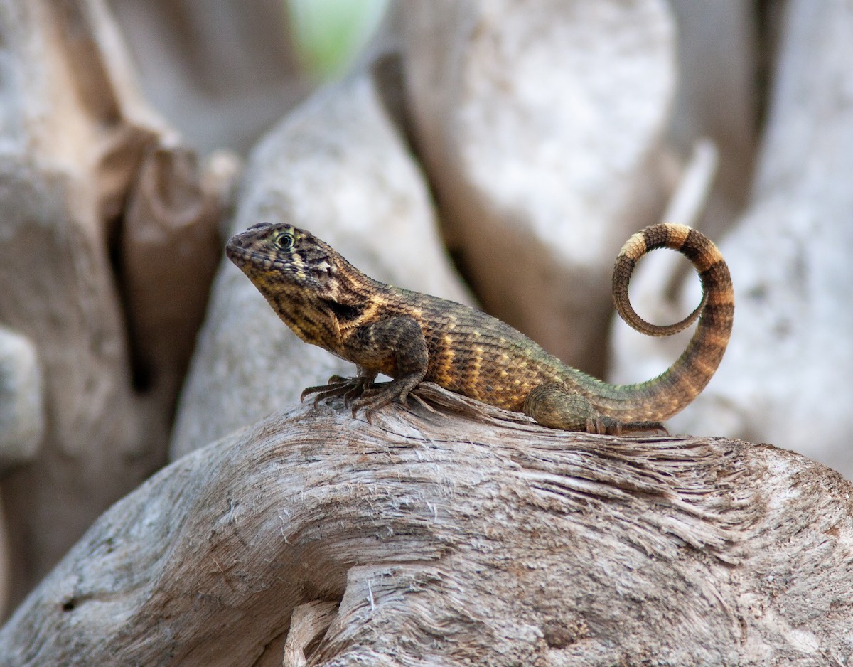 Northern Curly-tailed Lizard - ML638309192
