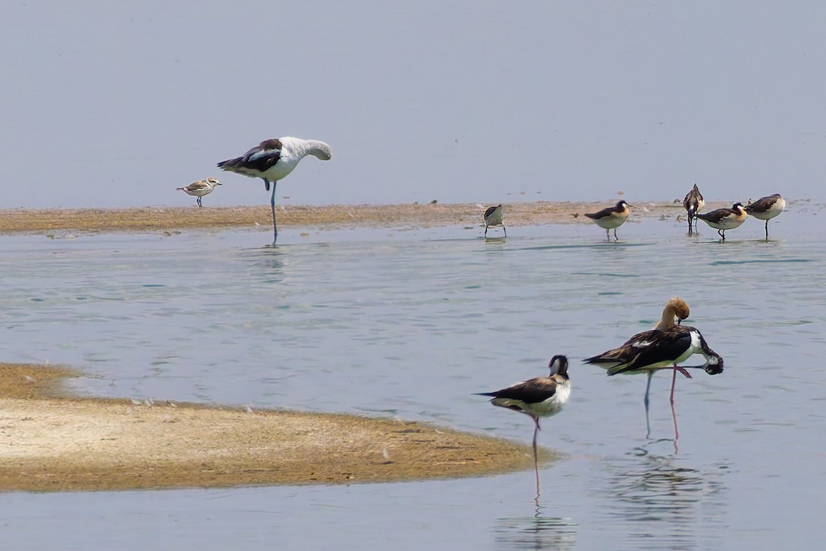 Phalarope de Wilson - ML638309214