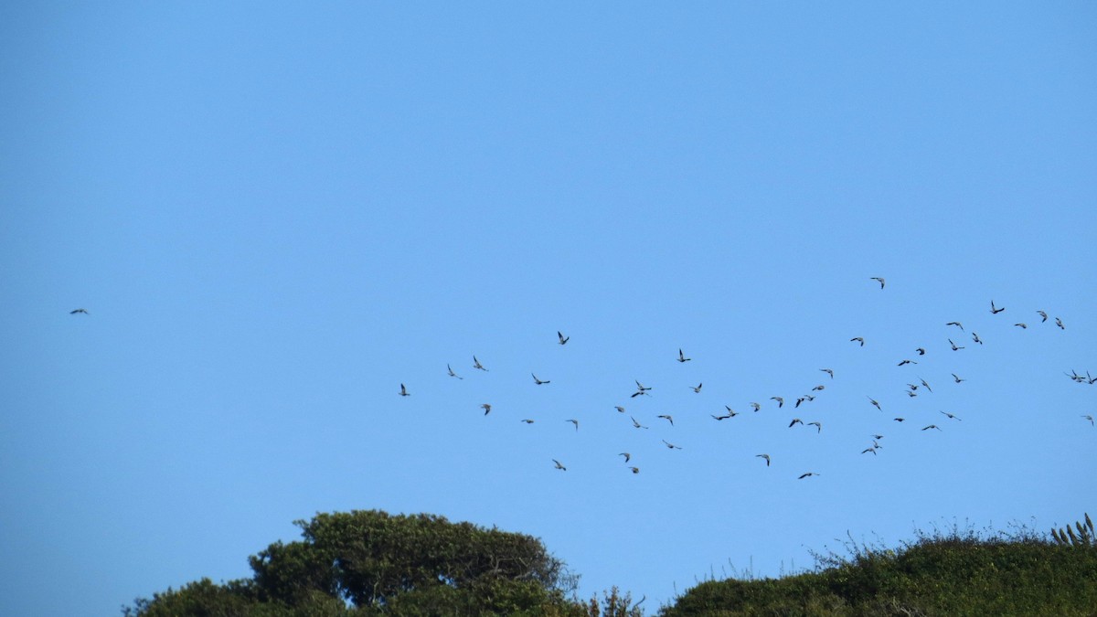 Band-tailed Pigeon - ML638309223
