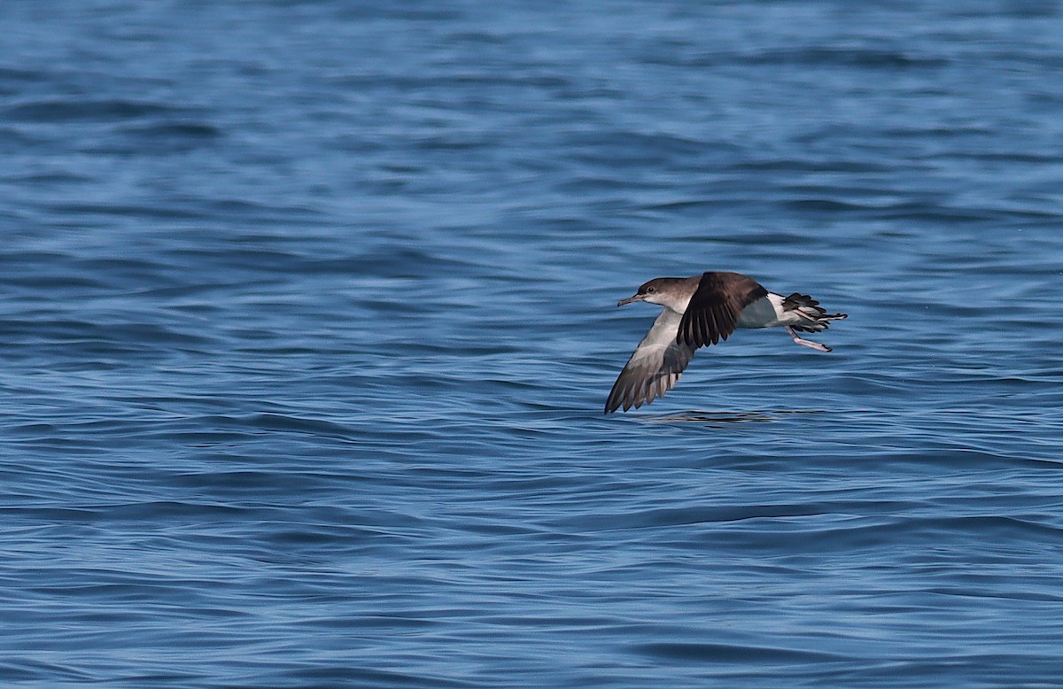 Puffin volage - ML638309234