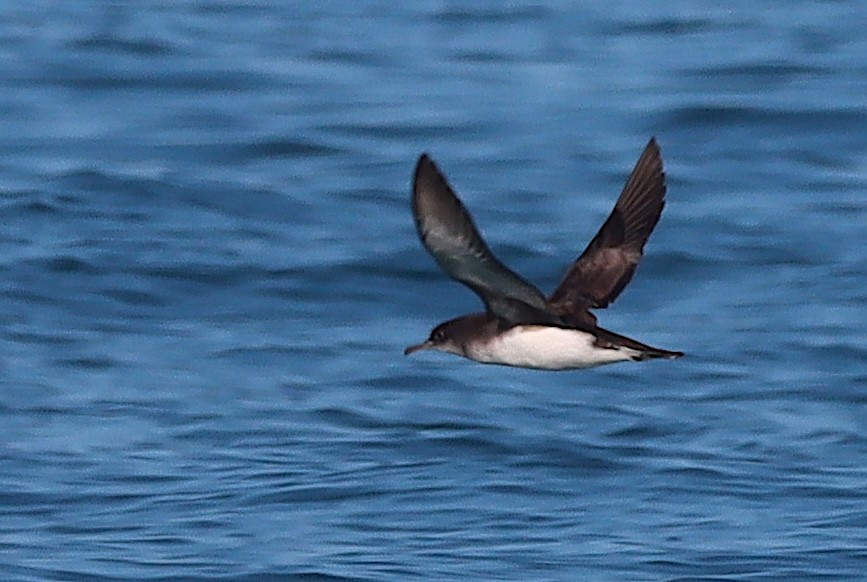 Puffin volage - ML638309237
