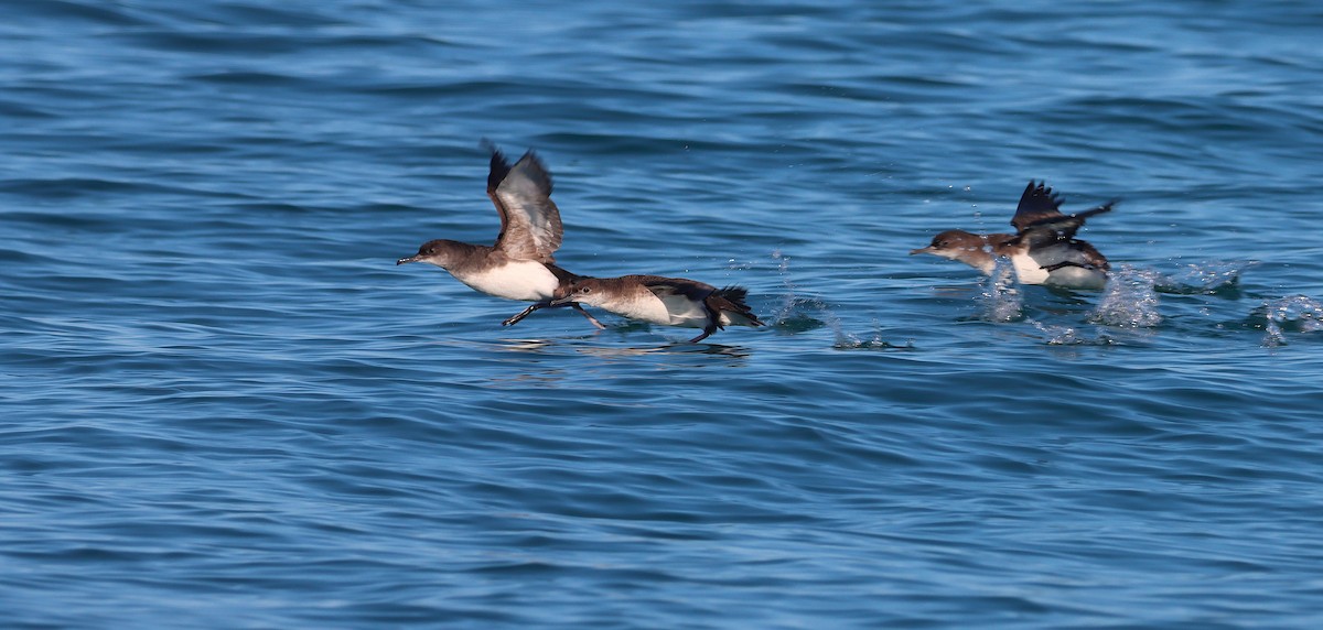 Puffin volage - ML638309238