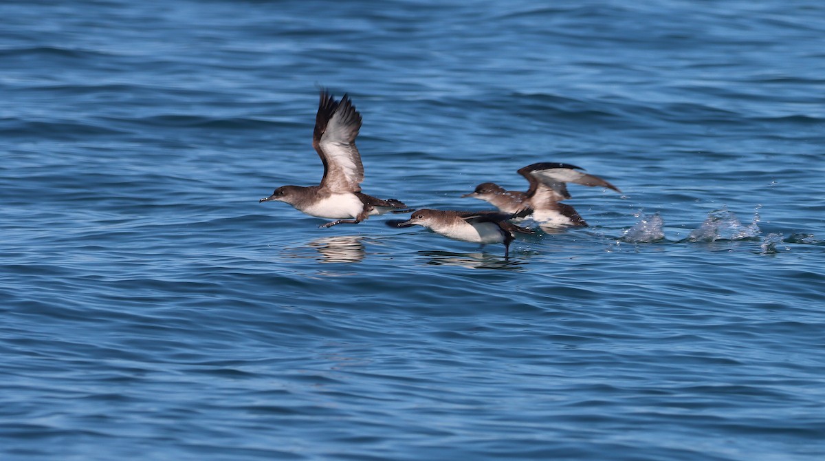 Puffin volage - ML638309239