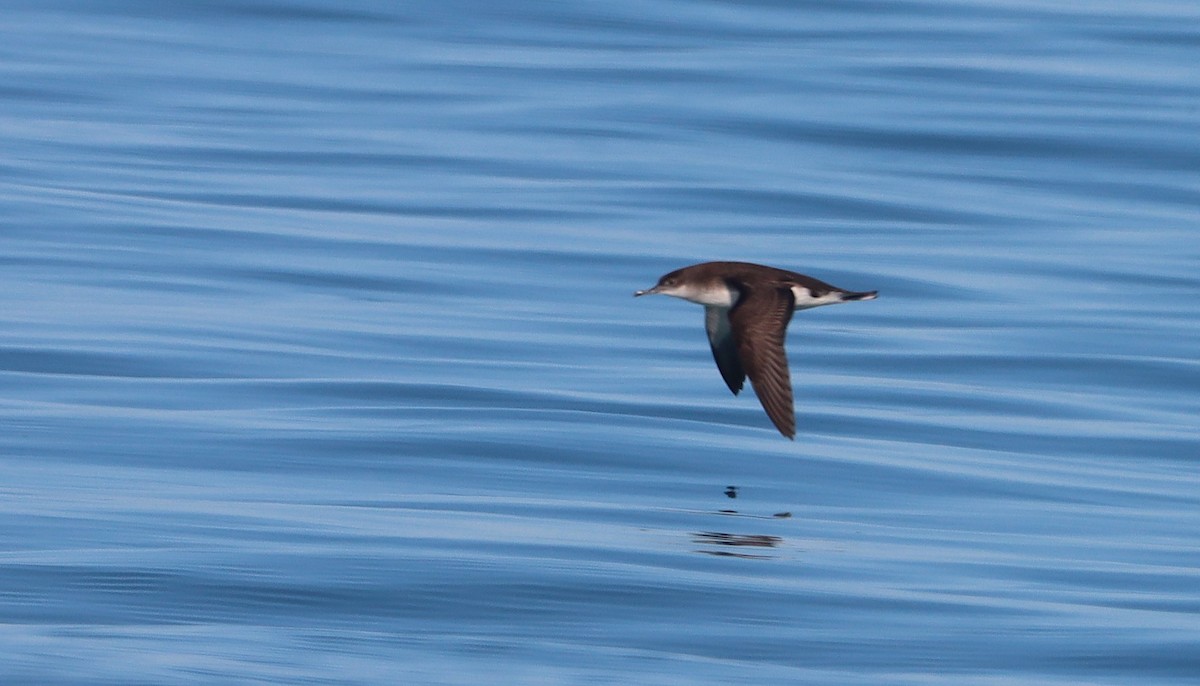 Puffin volage - ML638309240