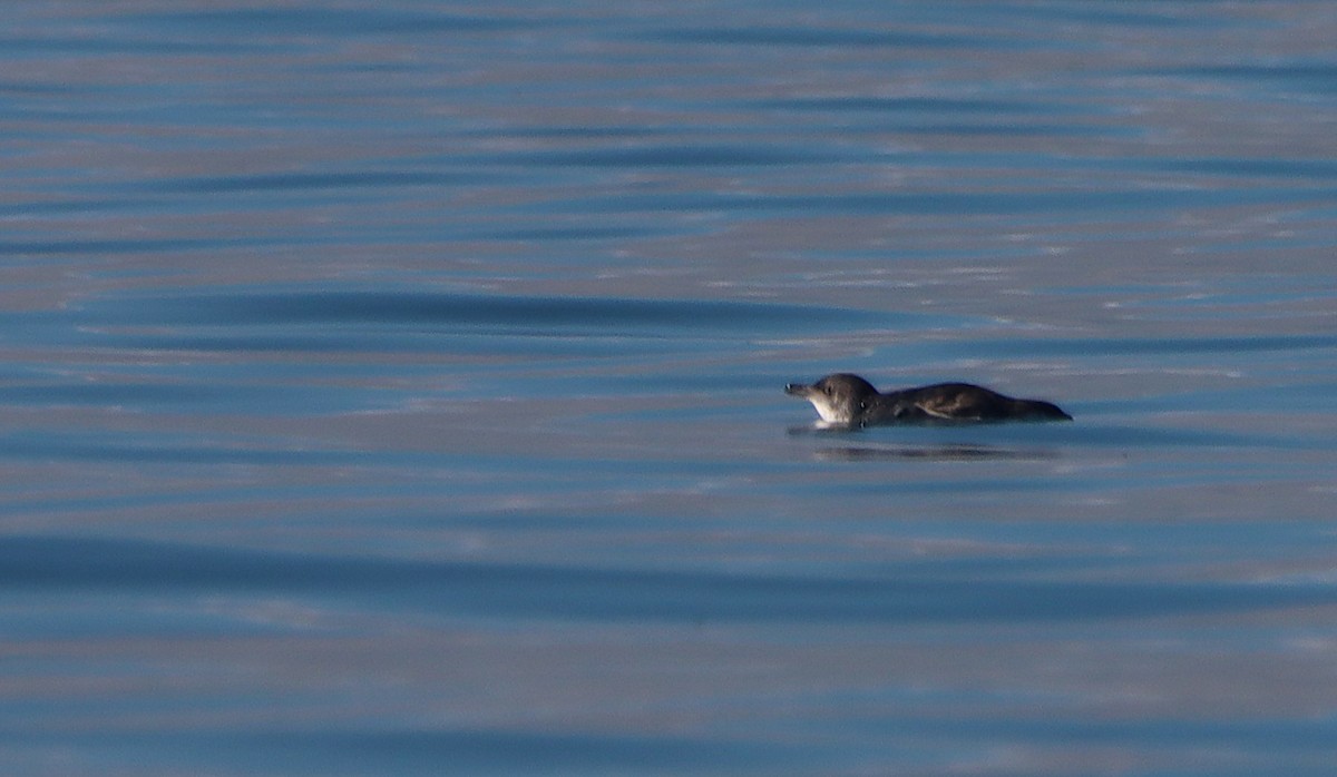 Little Penguin - ML638309255