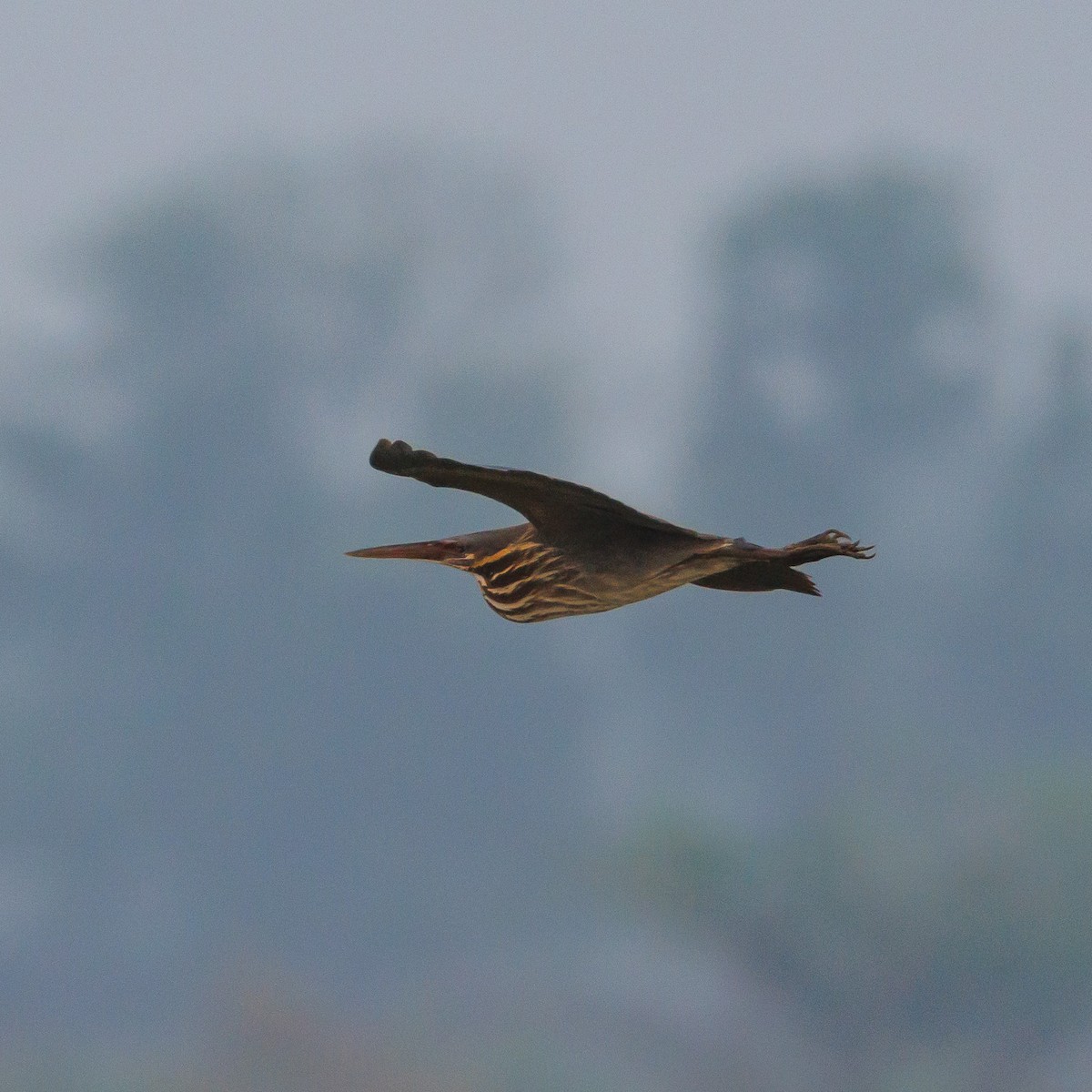 Black Bittern - ML638309256