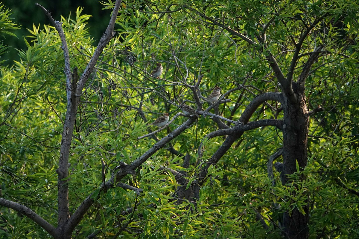 Eurasian Tree Sparrow - ML638309257