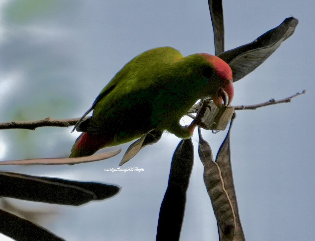 Philippine Hanging-Parrot - ML638309259