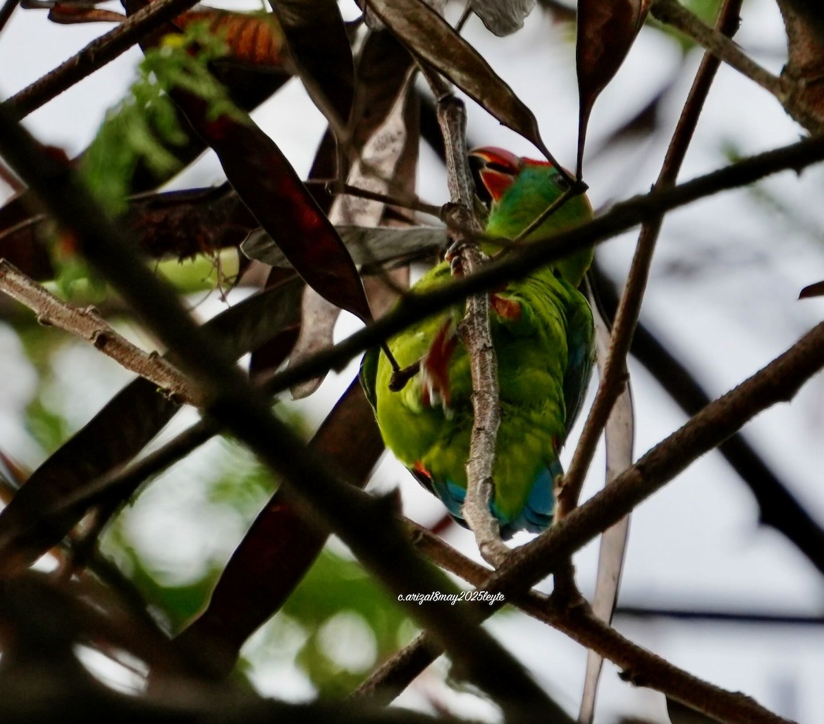 Philippine Hanging-Parrot - ML638309260