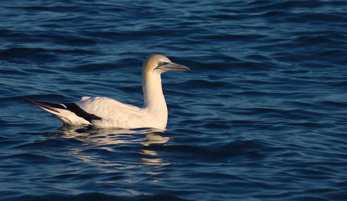 Australasian Gannet - ML638309263