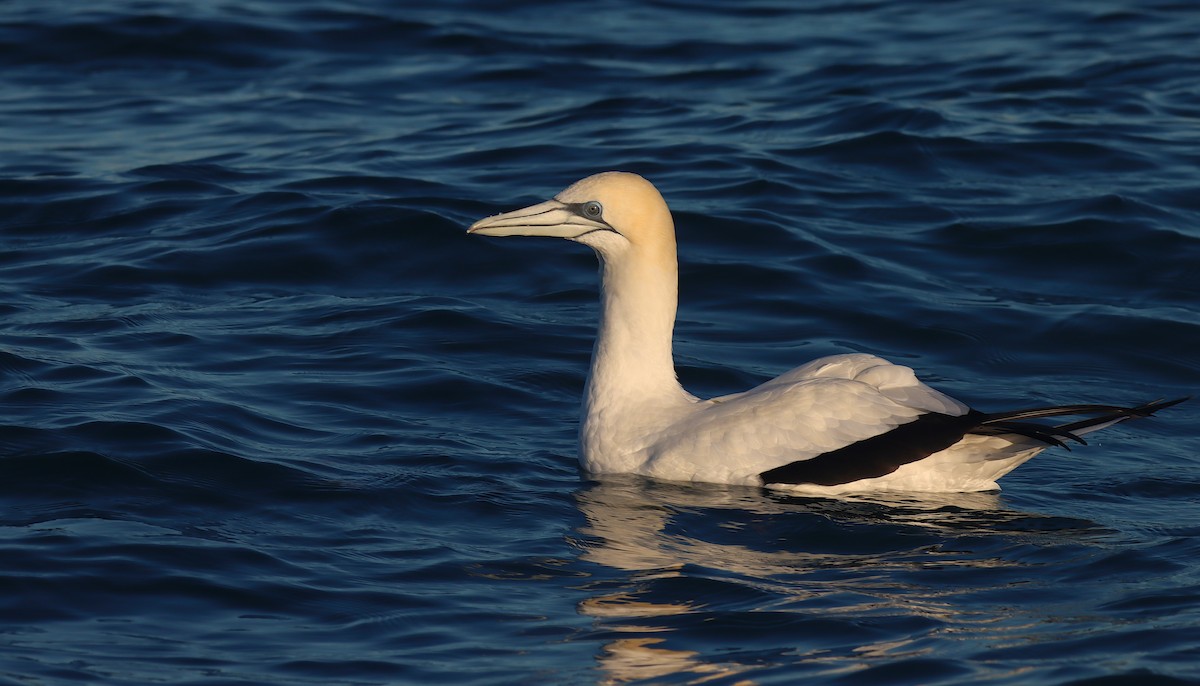 Australasian Gannet - ML638309264