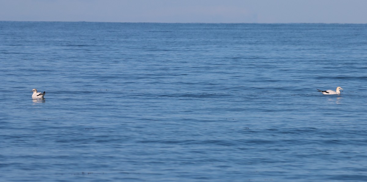 Australasian Gannet - ML638309266