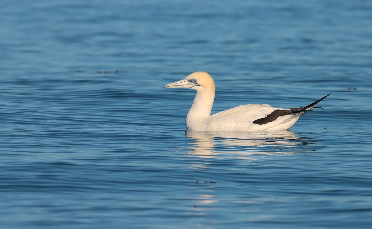 Australasian Gannet - ML638309267