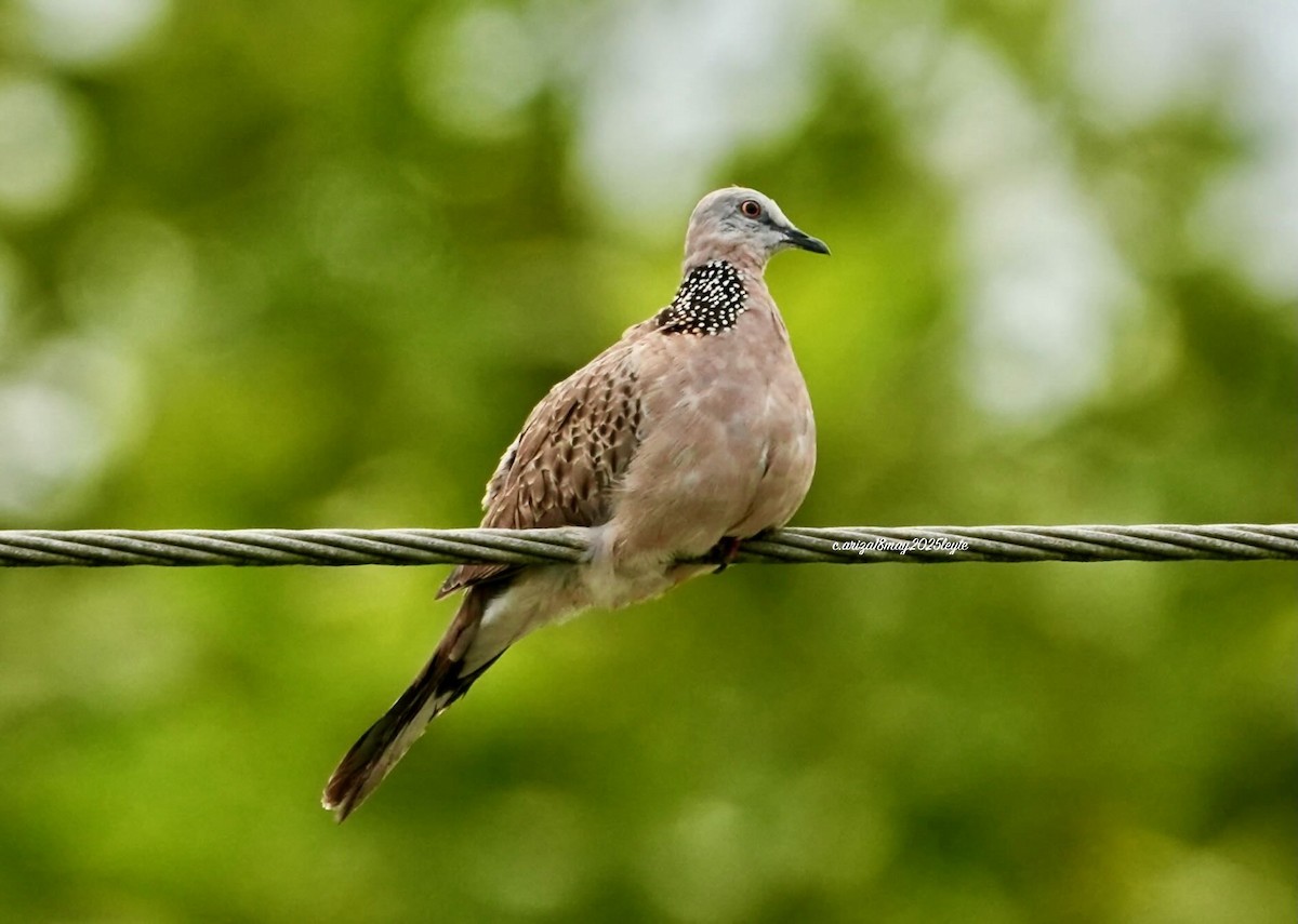 Spotted Dove - ML638309269