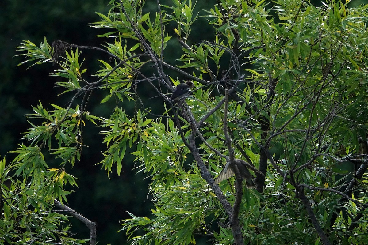 Chestnut-cheeked Starling - ML638309271