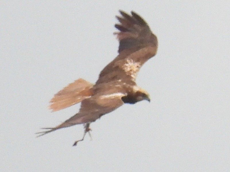 Western Marsh Harrier - ML638309275
