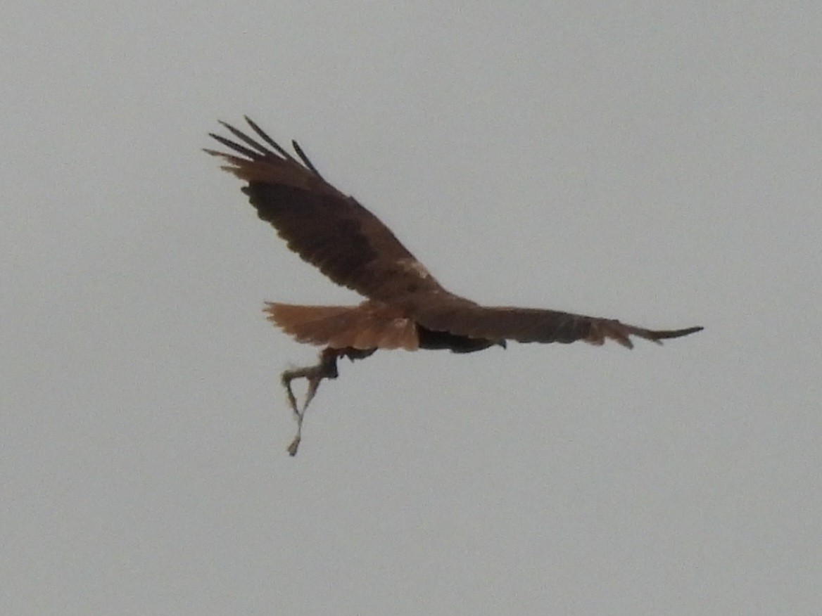 Western Marsh Harrier - ML638309276