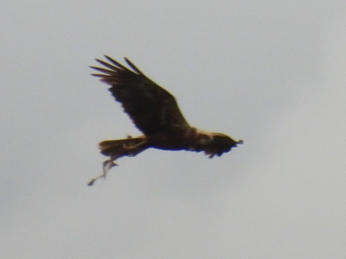 Western Marsh Harrier - ML638309277