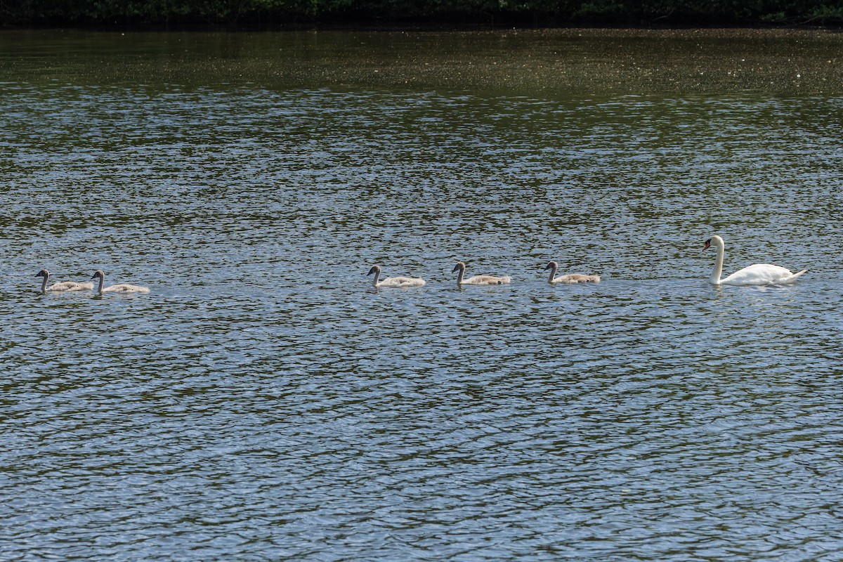 Mute Swan - ML638309278