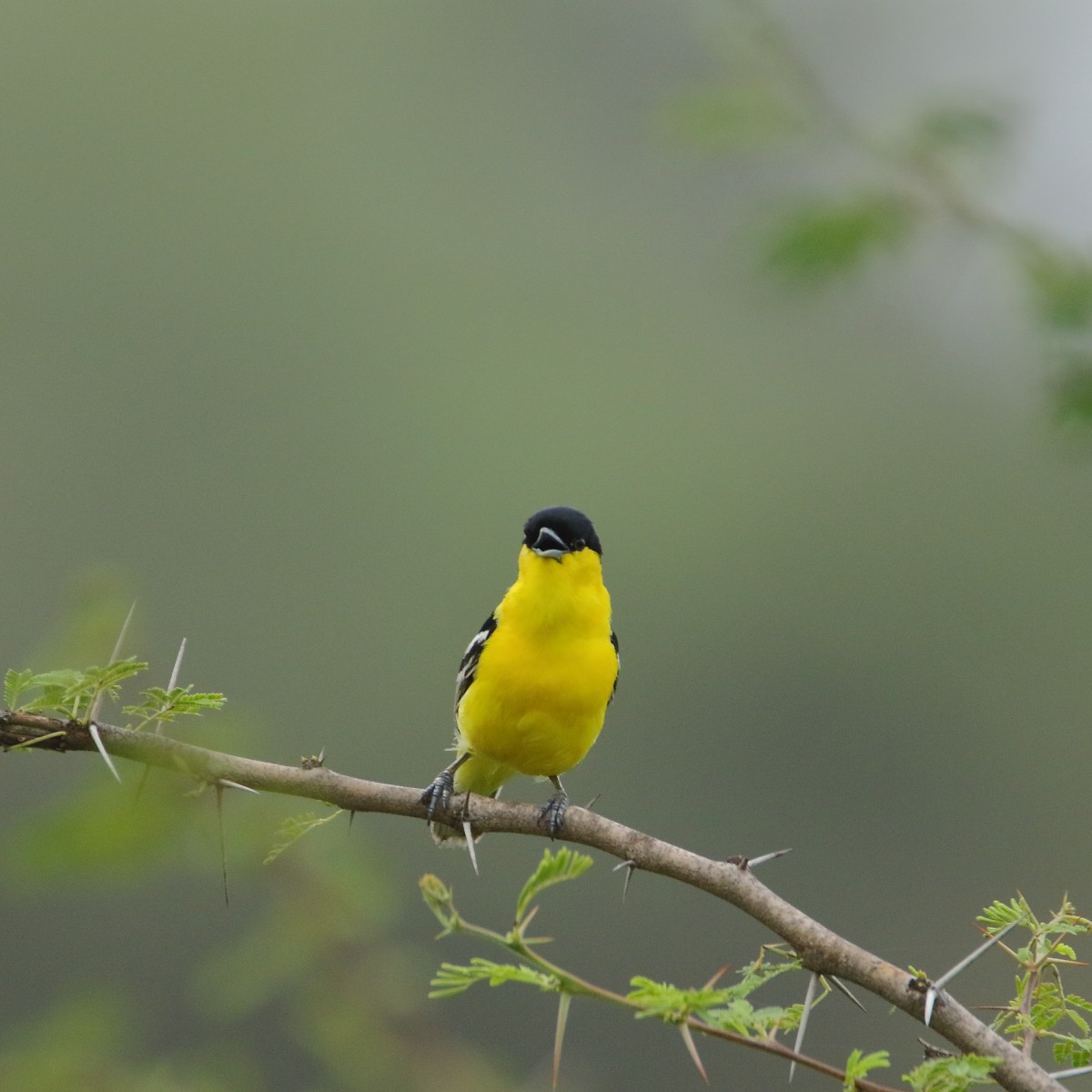 Common Iora - ML638309280
