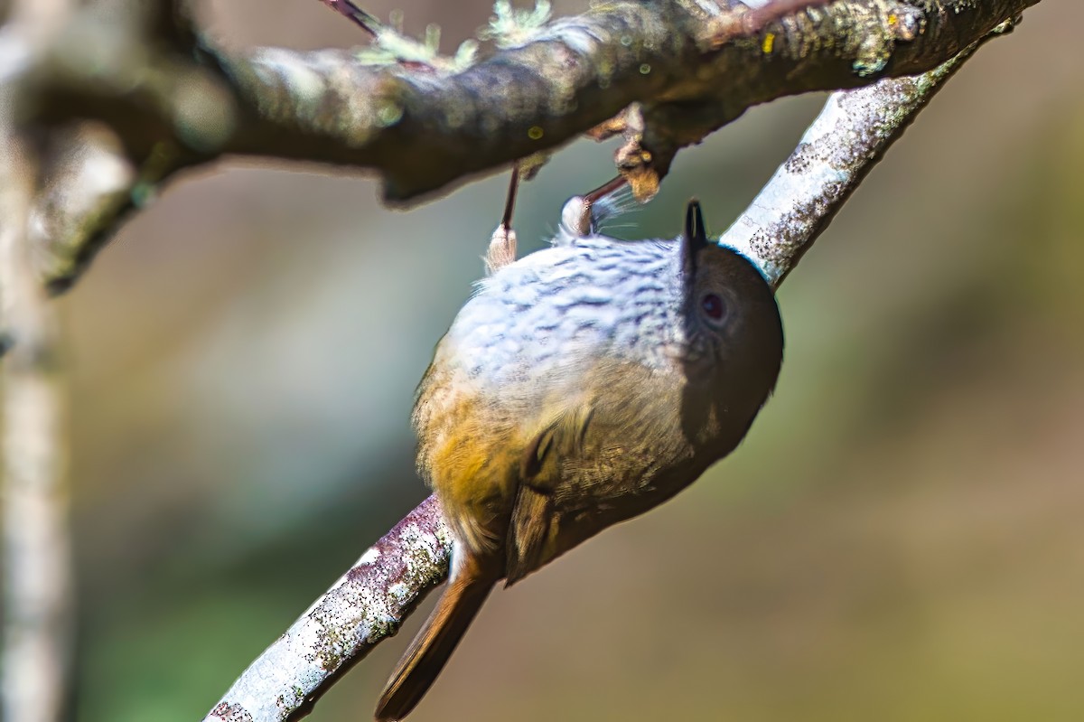Brown Thornbill - ML638309283