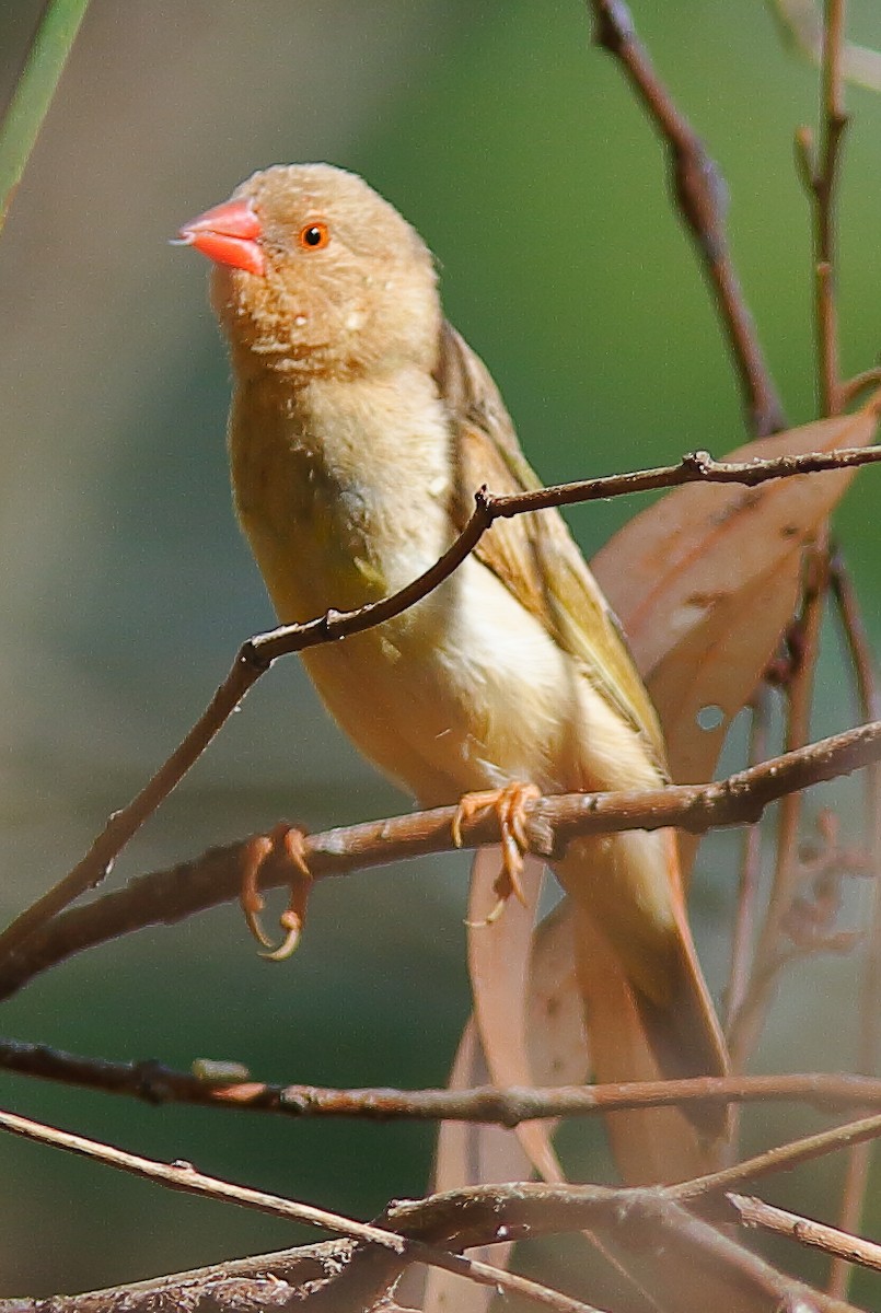 Star Finch - ML638309287