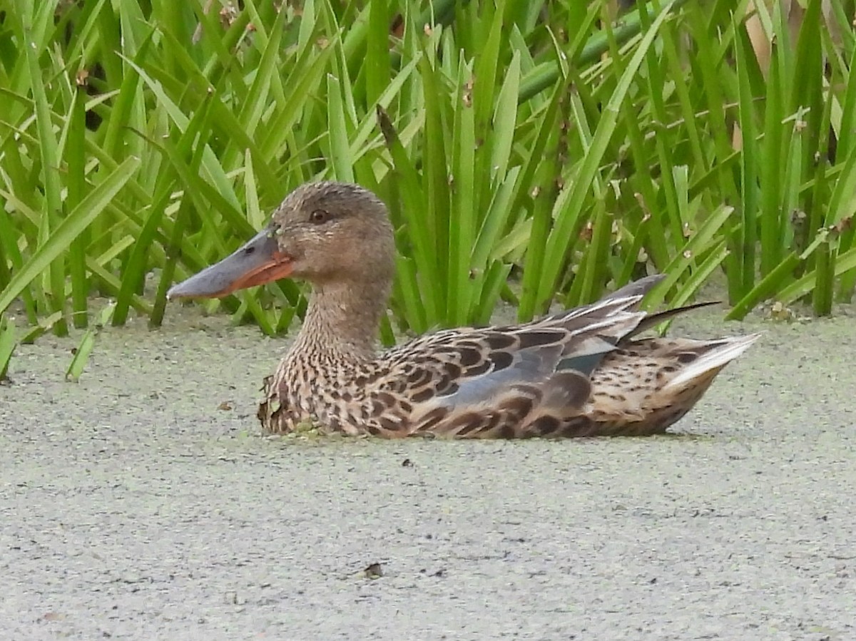 Northern Shoveler - ML638309292