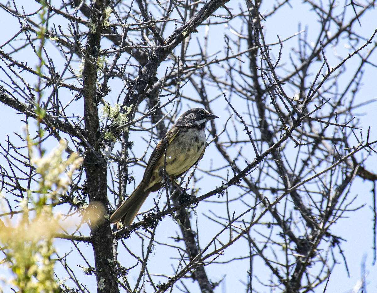Bell's Sparrow - ML638309295