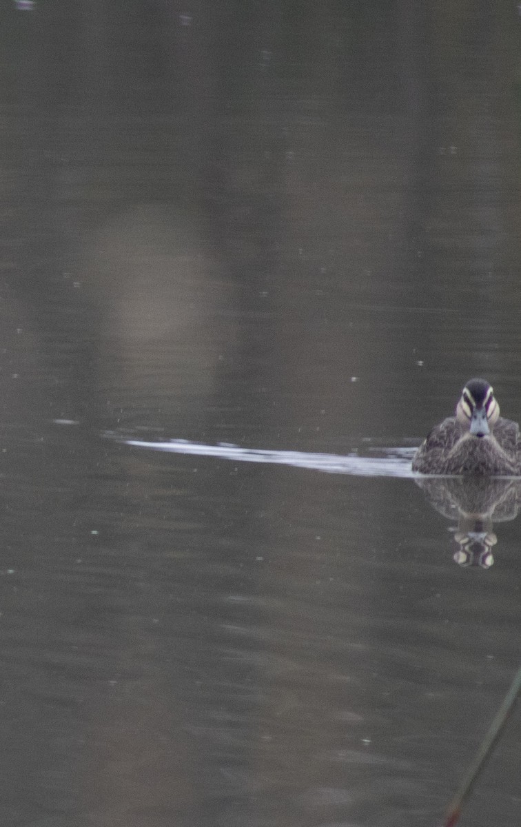 Pacific Black Duck - ML638309298