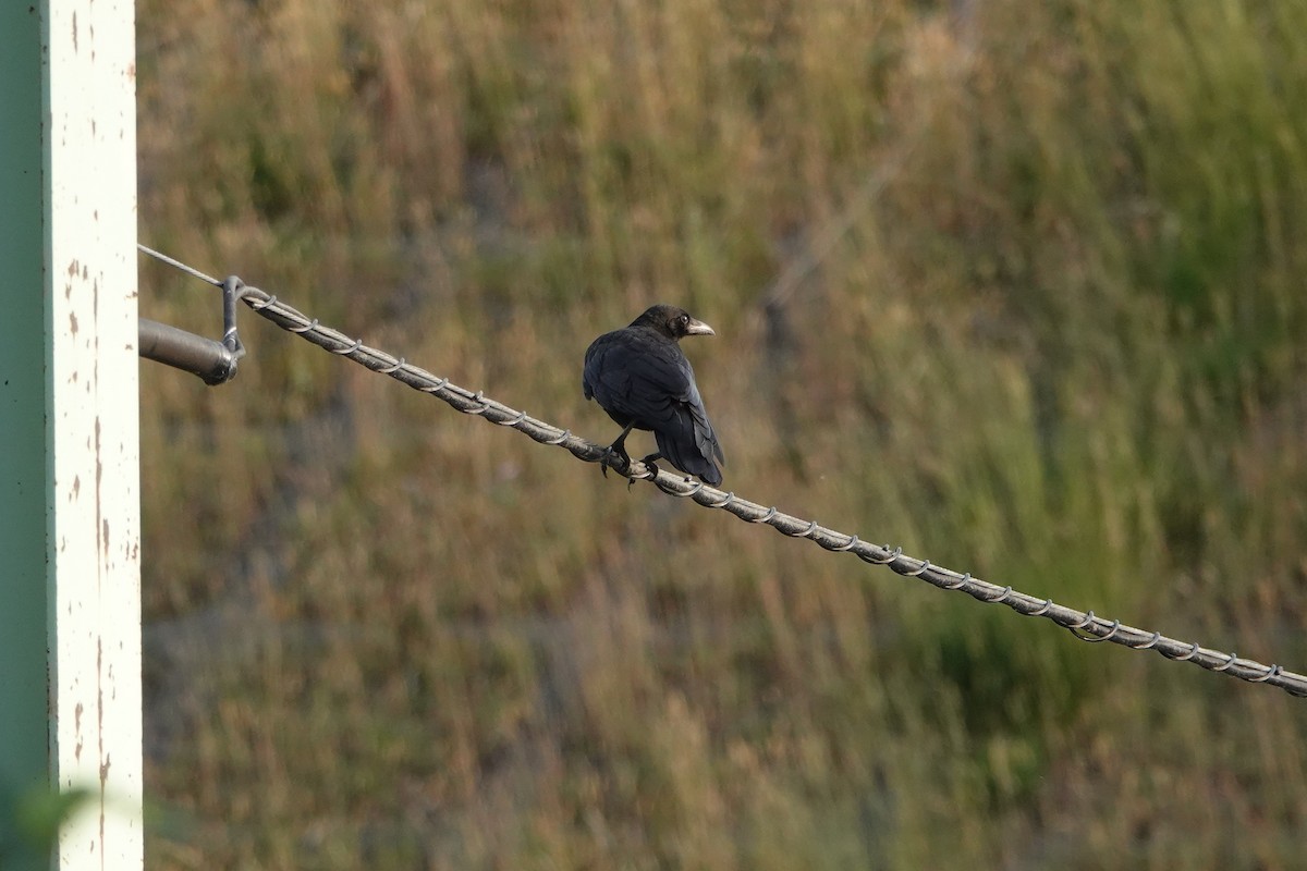 Carrion Crow - ML638309299