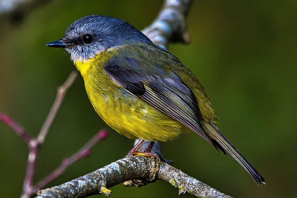 Eastern Yellow Robin - ML638309301