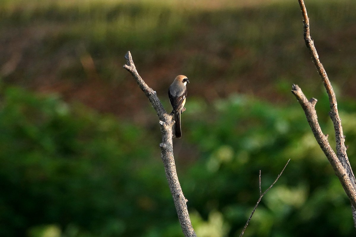 Bull-headed Shrike - ML638309302