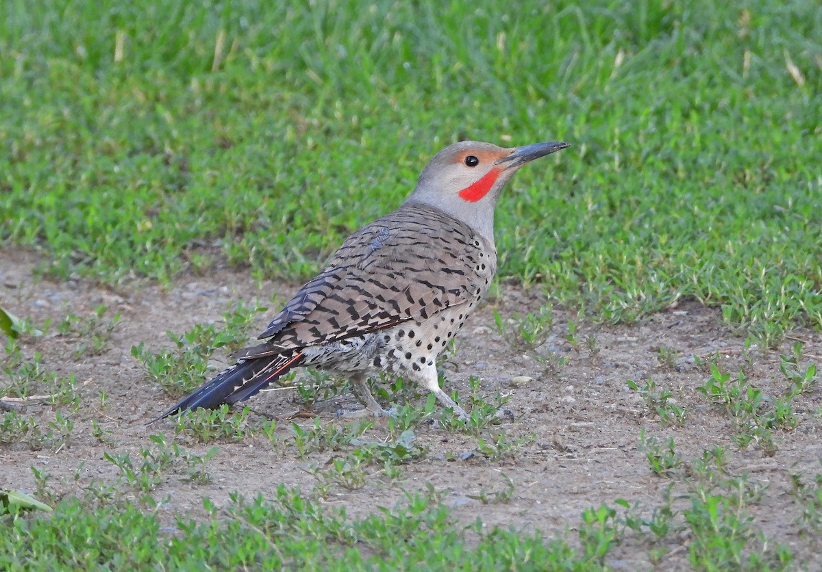 Northern Flicker (Red-shafted) - ML638309304