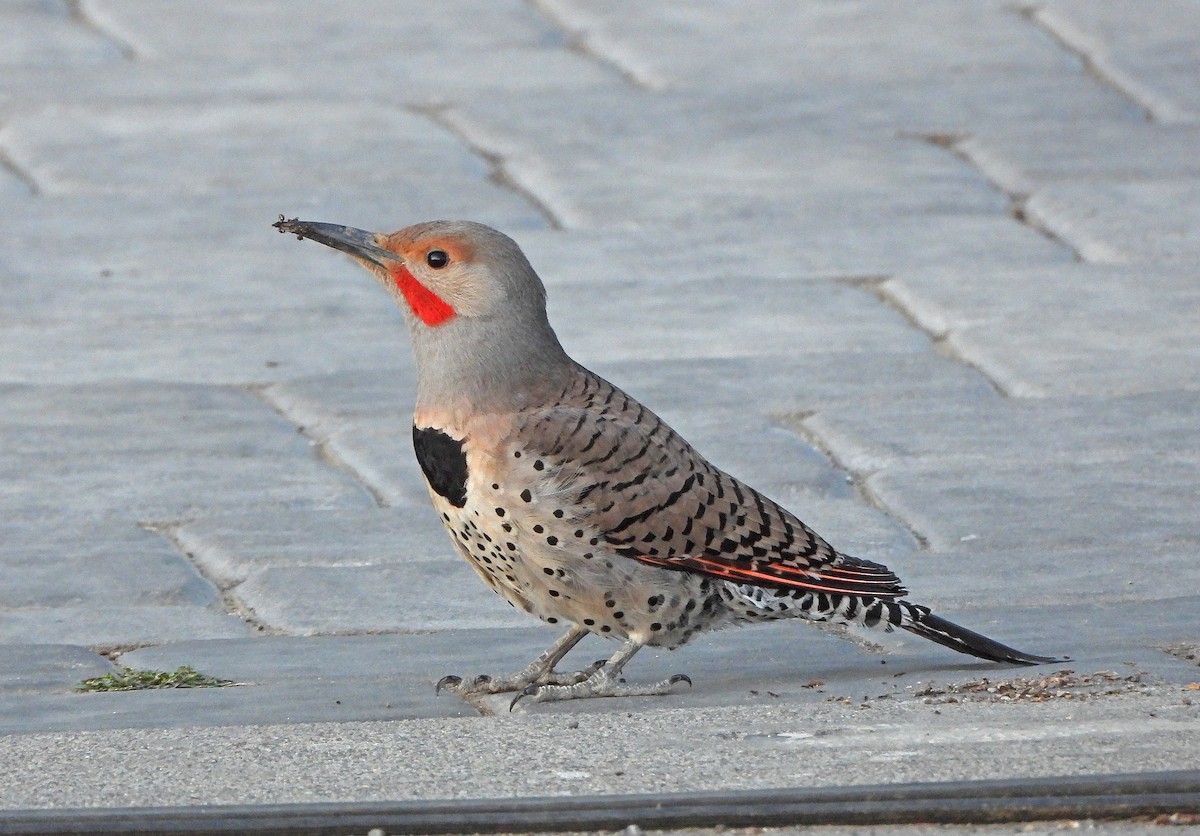 Northern Flicker (Red-shafted) - ML638309305