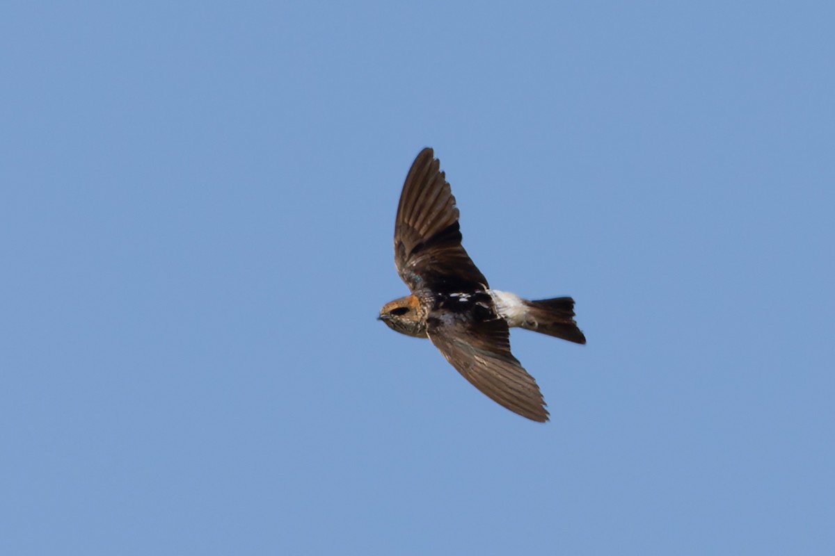 Fairy Martin - ML638309308