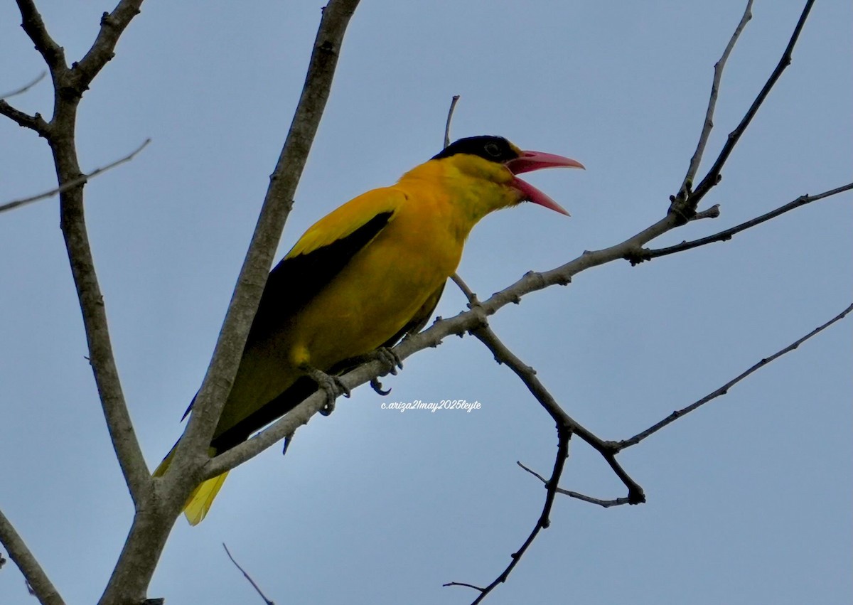 Black-naped Oriole - ML638309312