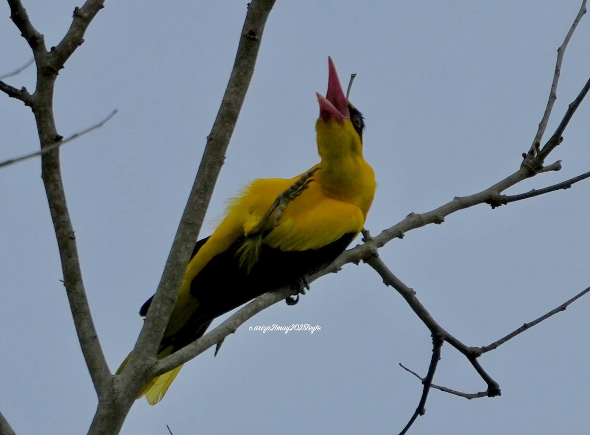 Black-naped Oriole - ML638309313