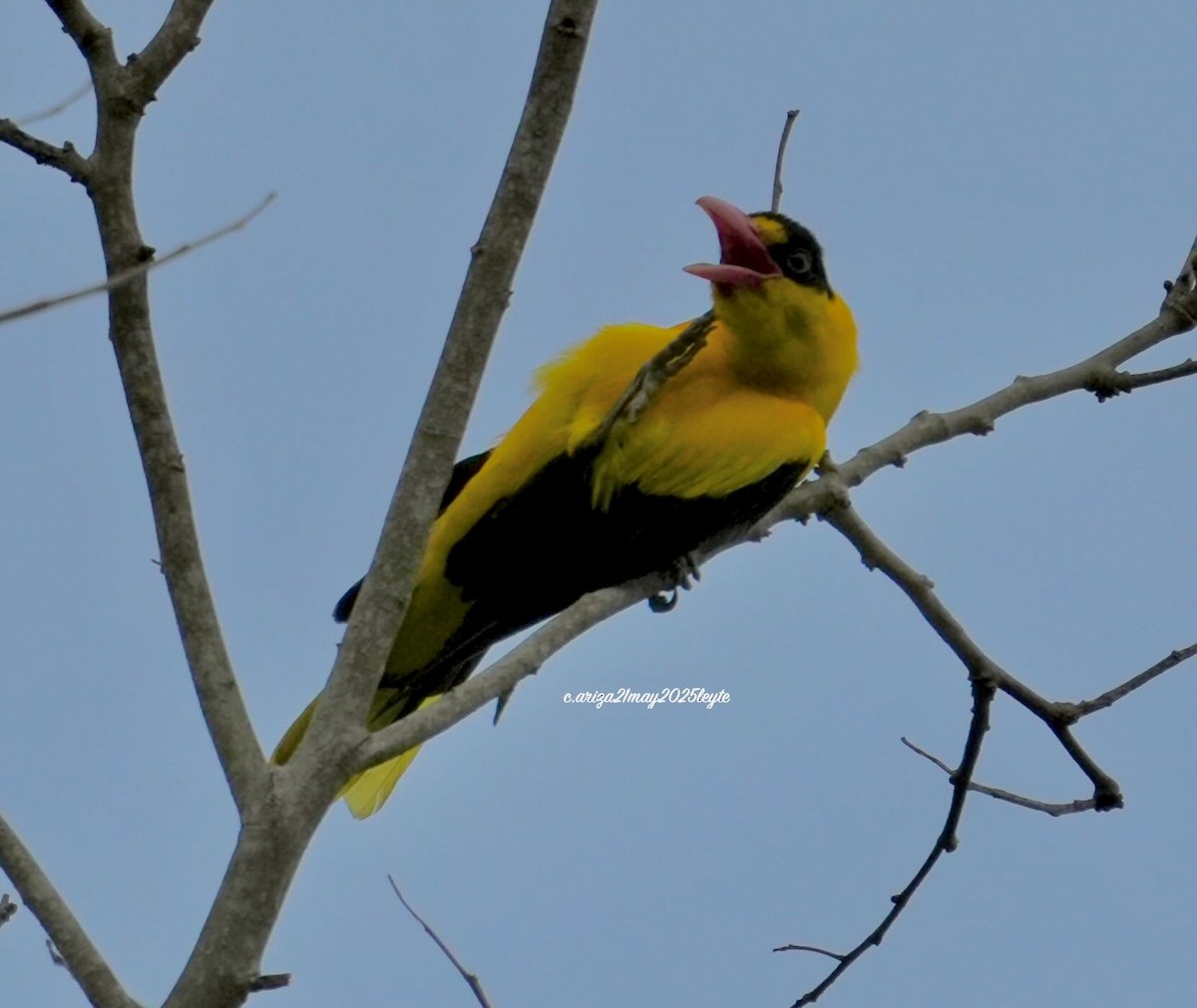 Black-naped Oriole - ML638309314