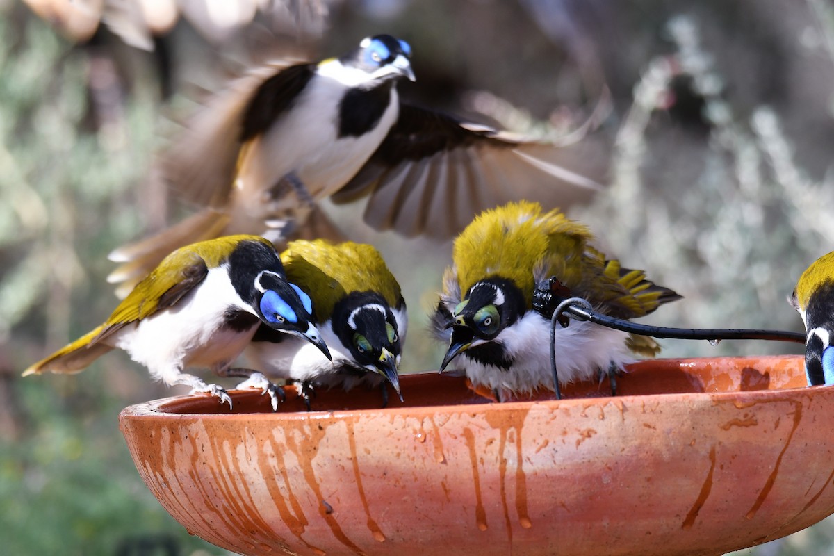 Blue-faced Honeyeater - ML638309324