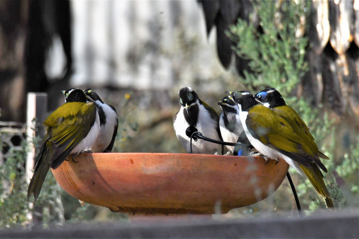 Blue-faced Honeyeater - ML638309325
