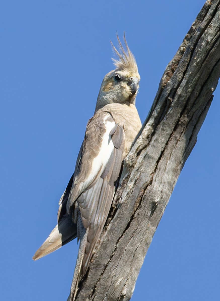 Cacatúa Ninfa - ML638309328