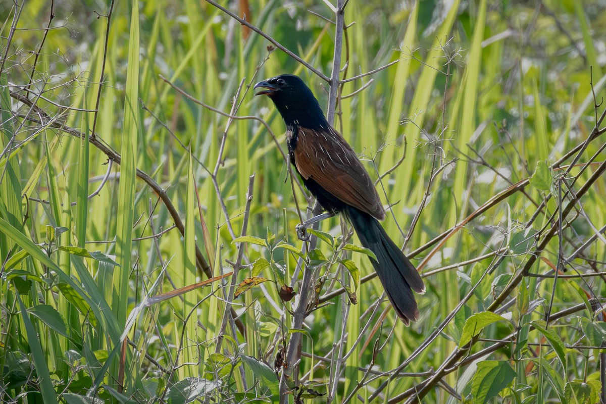 Cucal Bengalí - ML638309332