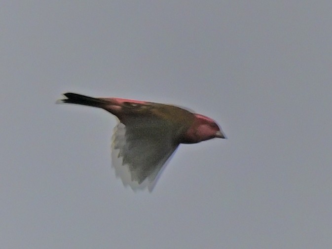 Pink-browed Rosefinch - ML638309357
