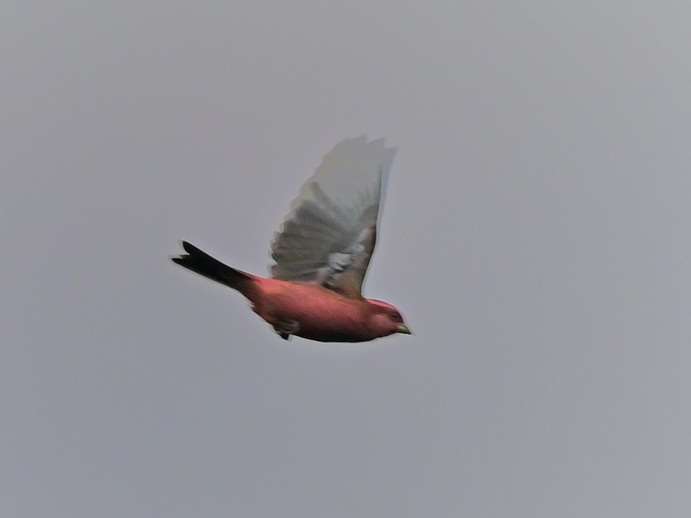 Pink-browed Rosefinch - ML638309358