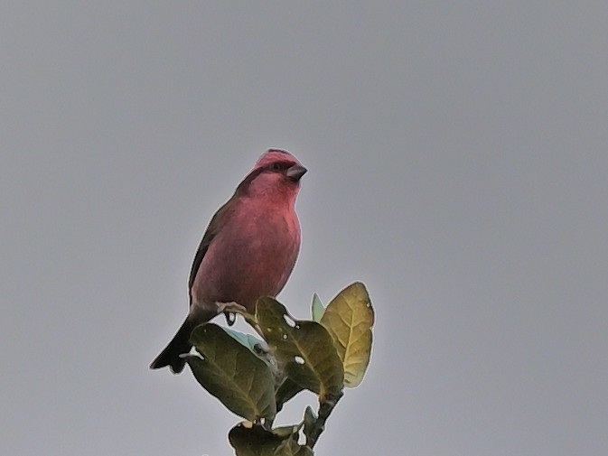 Pink-browed Rosefinch - ML638309359