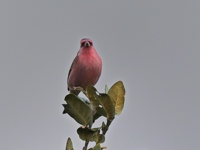 Pink-browed Rosefinch - ML638309360