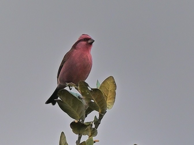 Pink-browed Rosefinch - ML638309361