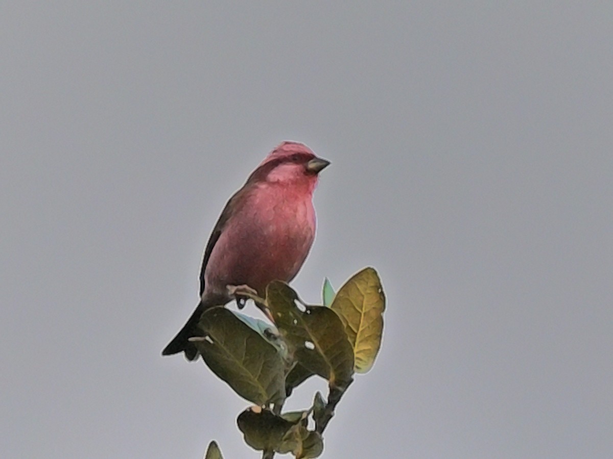 Pink-browed Rosefinch - ML638309362